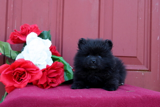 puppy, for, sale, Pomeranian, Matthew B. Stoltzfus, dog, breeder, Gap, PA, dog-breeder, puppy-for-sale, forsale, nearby, find, puppyfind, locator, puppylocator, aca